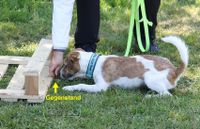 Sp&uuml;rhundesport mit Parson Russell Terrier
