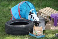 Parson Russell Terrier Zaphira im Sp&uuml;rhundesport