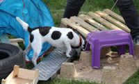 Parson Russell Terrier im Sp&uuml;rhundsport