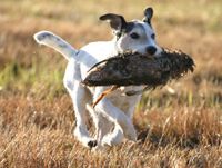 Parson Jack Russell Terrier beim jagdichen Apportieren
