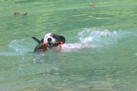 Parson Russell Terrier Dummytraining Wasser