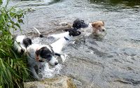 Parson Russell Terrier beim Schwimmen