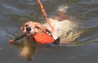 Parson Russell Terrier Ronja beim Schwimmen
