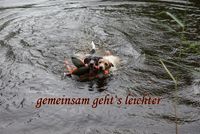 Parson Russell Terrier beim Schwimmen und Apportieren