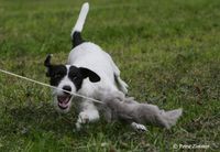 parson jack russell terrier schwarz-wei&szlig;