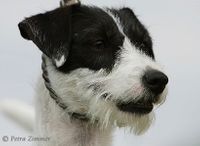 Radagast Tarannon, Parson Russell Terrier schwarz-weiß rauhaarig
