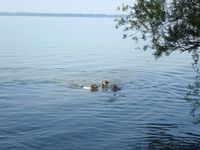 Unser Parson Russell Terrier Trio beim Schwimmen am Chiemsee