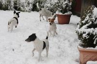Unsere Hunden genie&szlig;en den Schnee