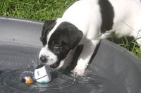Wasserspiele unserer Parson Russell Terrier Welpen