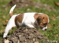Parson Russell Terrier Welpe braun-wei&szlig;