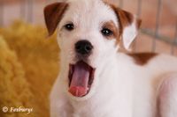 Parson Jack Russell Terrier Welpe namens Kingston