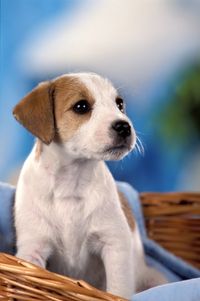 Parson-Russell-Terrier Welpe in braun-wei&szlig;