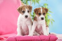 Zwei Parson Russell Terrier Welpen in braun-wei&szlig;