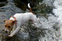 Parson Russell Terrier beim Wasser