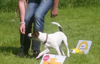 Parson Russell Terrier beim Training am Hundeplatz