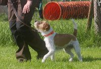 Rally Obedience mit Parson Russel Terrier