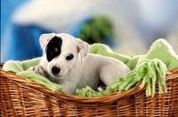 Parson Russell Terrier Welpe tricolor