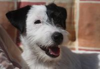 Foxbury's Ma Cherie, Parson Russel Terrier schwarz-weiß