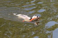 Unsere Parson Russel Terrier H&uuml;ndin Maia liebt Wasser