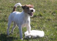 Parson Jack Russell Terrier H&uuml;ndin braun-wei&szlig;