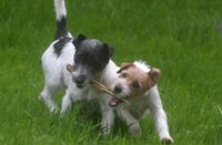 Wilde Spiele der zwei Parson Russell Terrier Schwestern