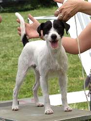 Tiara, unsere Parson Russel Terrier Hündin