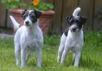 parson-russell-terrier mutter mit tochter