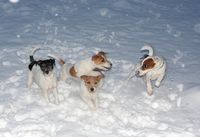 Unsere Parson Russell Terrier im Schnee