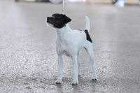 Foxbury&#039;s Zaphira Parson Russell Terrier schwarz-wei&szlig;