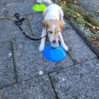 Sp&uuml;rhundesport Sp&uuml;rhund SHS