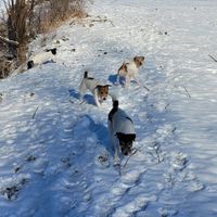 Wintersparziergang mit unseren Parson Russell Terriern