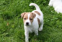 Das kleine Parson Russell Terrier M&auml;dchen Sweet Honey Kiss