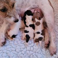 unsere kleinen Parson Russell Terrier Welpen genie&szlig;en die Milchbar