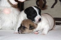 Die kleine schwarz wei&szlig;e Parson Russell Terrier H&uuml;ndin