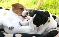 Parson Russell Terrier Welpen braun und schwarz wei&szlig;